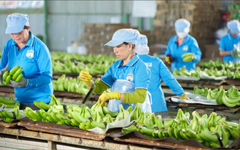 Cổ phiếu của HAGL Invest sắp được giao dịch trên UPCoM