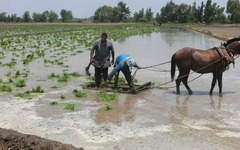 Philippines, Indonesia dừng nhập khẩu, điểm danh loạt doanh nghiệp xuất khẩu gạo vẫn đón tin vui