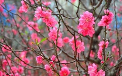 Em ở đâu giữa Tết xưa nhiều gió