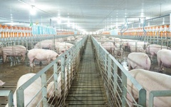 Các 'ông lớn' ngành chăn nuôi kinh doanh ra sao trong năm 2025?