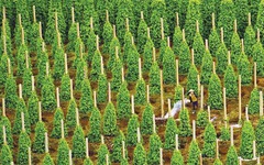 Thuế Mỹ siết chặt, 'vàng đen' của Việt Nam vẫn lập kỷ lục hơn 2 tỷ USD, các doanh nghiệp xuất khẩu tăng trưởng hàng nghìn %