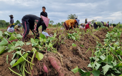 Việt Nam vừa đón một tin vui lịch sử từ Nhật Bản