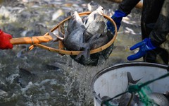 Loài cá rẻ tiền bán đầy chợ Việt bất ngờ được một quốc gia BRICS chi hàng triệu USD mua về, Mỹ cũng liên tục săn đón