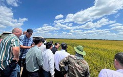 Giống lúa Việt Nam 'gây bão' tại Cuba, Phó Chủ tịch nước Cuba đích thân xuống thị sát