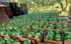 Không phải sầu riêng, loại quả của Việt Nam khiến cựu Thứ trưởng Bộ Nông nghiệp Mỹ phải tấm tắc khen ngon, vừa có thêm 'visa' sang Trung Quốc