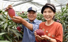 Loại quả được gọi là 'trứng của mặt trời' vừa được trồng thành công tại Việt Nam - có gì đặc biệt mà giá có thể lên tới 3.000 USD/cặp?