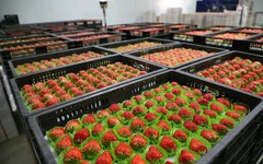 Rẻ hơn sầu riêng, một loại nông sản của Việt Nam bất ngờ xuất khẩu bùng nổ 2.000 lần ngay đầu năm