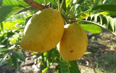 Từng rụng đầy gốc không ai hái, loại quả quê này sang trời Tây bỗng thành 'vàng ròng' giá 2 triệu/kg