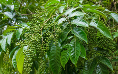 Thứ quả rừng từng rẻ như cho nay giá vọt lên 350.000đ/kg: 'Đệ nhất gia vị' được dân sành ăn săn lùng
