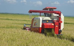 Cuba đón tin cực vui từ Việt Nam