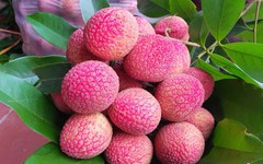 Loại vải to như quả trứng gà, giá 400.000 đồng/kg vẫn không có hàng để ăn tại Thanh Hà
