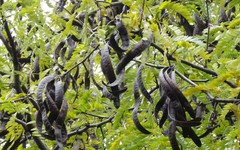 Loại quả 'mọc hoang' của Việt Nam 'khát hàng' tại Trung Quốc, giá hơn 2 triệu đồng/kg