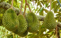 Tránh Việt Nam và Thái Lan, một đối thủ sầu riêng chọn lối đi riêng: Không chạy theo sản lượng, tập trung bán phân khúc cao cấp tại Trung Quốc