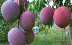 Loại quả ‘trứng của mặt trời’ vừa được đấu giá hơn 16 triệu đồng/cặp tại một quốc gia châu Á, Việt Nam vừa trồng thành công tại TP HCM
