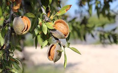 Đắt hơn sầu riêng, Việt Nam thu hàng chục triệu USD từ một loại 'siêu thực phẩm', công dụng nhiều không kể xiết