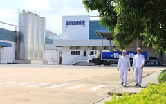 Vinamilk: 3 năm liên tiếp là doanh nghiệp sữa duy nhất của Việt Nam trong Fortune 500 Đông Nam Á