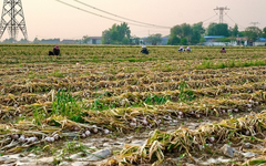 Sau gạo, Indonesia tuyên bố sẽ tự túc một loại nông sản trong vòng 4 năm: Đang phụ thuộc 90% vào Trung Quốc, Việt Nam trồng rất nhiều 