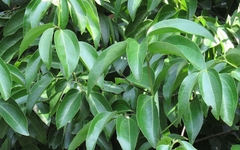 Một loại cây thân gỗ Việt Nam trồng rất nhiều nhưng thế giới lại quý hiếm: Vừa mang về hơn 89 triệu USD, giá hơn 2.500 USD/tấn