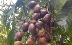Phát hiện loại quả giống nhãn nhưng thoang thoảng vị sầu riêng: Điều bất ngờ nằm ở mức giá 2,5 triệu đồng/kg