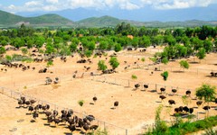 Bỏ nghề kỹ sư về quê nuôi con chim khổng lồ không biết bay, anh nông dân xây trang trại doanh thu tiền tỷ