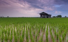 Startup agritech Rize huy động 31 triệu USD, mở rộng canh tác lúa bền vững Đông Nam Á