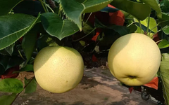 Không phải sầu riêng hay vải, Trung Quốc lo gặp khó với loại trái cây quen thuộc của người Việt, giá giảm mạnh 40%