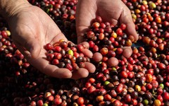 Trung Quốc mạnh tay mua loại hạt xuất khẩu chủ lực của Việt Nam, giá trong nước tiến sát 100.000 đồng/kg