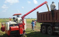 Giống lúa Việt Nam 'gây sốt' ở Cuba: Năng suất đạt 7 tấn/ha, cao gấp hơn 3 lần mức trung bình cả nước