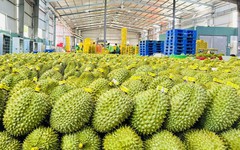 Giá một mặt hàng xuất khẩu chủ lực của Việt Nam lao dốc giữa lúc Trung Quốc tăng mua, điều gì xảy ra?