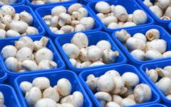 Phát minh của Trung Quốc làm rung chuyển ngành thực phẩm: Tạo nguồn protein từ nấm biến đổi gen, vị giống thịt, sản xuất nhanh hơn 88%