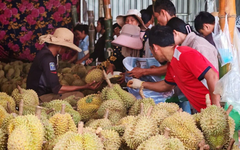 Chưa kịp mừng vì xuất khẩu sang Trung Quốc tăng mạnh, sầu riêng Campuchia lại gặp sóng gió