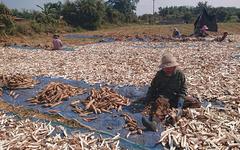Không phải gạo hay sầu riêng, Campuchia quyết tâm làm giàu với mặt hàng Việt Nam đang trồng rất nhiều: Đây là mỏ vàng mới của chúng tôi!