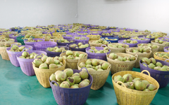 Trồng loại quả quen thuộc của người Việt tại đất Thái Lan, một doanh nhân đón tin vui: Giá tại ruộng cao gấp 5 lần, Trung Quốc cực ưa chuộng