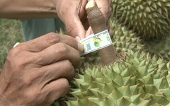 Triển khai chiến dịch "30 ngày đêm" gắn "số nhà" cho vườn trồng, gỡ nút thắt cho mặt hàng 4 tỷ USD