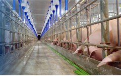Lãnh đạo HPA: Nếu doanh nghiệp đua nhau tăng đàn, ngành heo Việt Nam có thể lặp lại kịch bản dư cung giống Trung Quốc