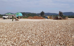 Việt Nam có 'vựa lúa dưới lòng đất' được Hàn Quốc đổ tiền thu mua hàng nghìn tấn, nước ta có sản lượng 10 triệu tấn/năm