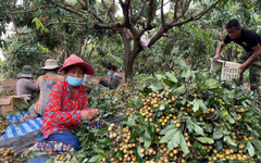Trồng thử loại quả nổi tiếng của Việt Nam, anh nông dân tại Bangladesh trúng lớn: Giá bán hơn 200.000 đồng/kg, mỗi năm thu hoạch 2 vụ