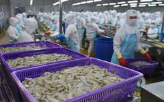 Lãnh đạo VASEP: Tôm đông lạnh Việt Nam có thể chịu  áp lực lớn từ quyết định thuế mới của Mỹ