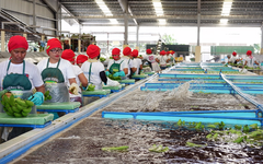 Sau sầu riêng, đến lượt một loại quả quen thuộc của Việt Nam đang lên cơn sốt: Sản xuất 2,3 triệu tấn nhưng không đủ để xuất khẩu, Trung Quốc thu mua toàn bộ