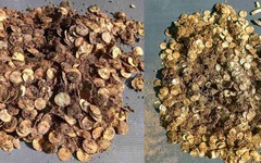 Phát hiện kho bạc nặng 4,5 kg sau hàng thế kỷ nằm dưới lòng đất, người tìm thấy được nhận bao nhiêu tiền?