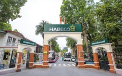 Habeco báo lãi quý III/2023 sụt giảm gần 55%, tiền gửi ngân hàng chiếm 75% tổng tài sản