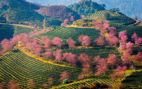 Thành viên Ecopark làm Khu đô thị sinh thái 2.400 tỷ đồng ở Sa Pa