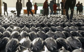 Một loại ‘siêu thực phẩm’ của Việt Nam đang được Nga cực kỳ ưa chuộng: Ưu đãi thuế nhập khẩu 0%, hơn 75 thị trường đang là khách ruột