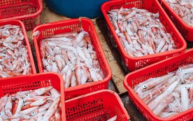 Không phải sầu riêng, một kho báu của Việt Nam được Thái Lan liên tục săn lùng: Xuất khẩu tăng trưởng mạnh, nước ta thu về hàng trăm triệu USD