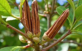 Hàng nghìn tấn hàng từ Indonesia vừa đổ bộ giúp Việt Nam thống lĩnh ‘mỏ vàng’ triệu đô của thế giới: Chiếm 72% nguồn cung, là cây từ thân đến lá đều mài ra tiền