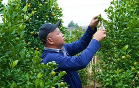 Đào, quất Tết 2026: Chưa có khách mua, nông dân Hà Nội đã dự đoán lợi nhuận sẽ giảm 15% bởi một lý do