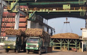 Mía đường Sơn Dương và Công trình Giao thông 584 bị phạt vì không công bố thông tin