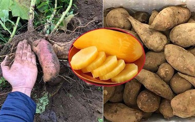 Đặc sản lạ lên sàn bán hơn 300 tấn trong 2 tháng - người dân thu nhập hàng chục triệu đồng