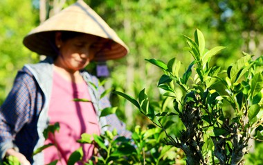 Loại lá dân dã người Việt dùng hàng ngày, từng ví như "vàng xanh" được Trung Quốc thu mua hàng nghìn tấn