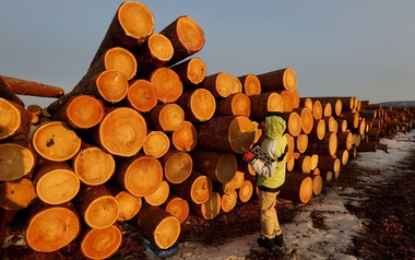 Việt Nam sở hữu 'cây kim tiền' được Mỹ đổ gần 8 tỷ USD chốt đơn: thuế nhập khẩu 10%, Việt Nam là ông trùm đứng thứ 5 thế giới